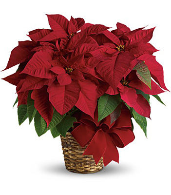 Poinsettia from Rees Flowers & Gifts in Gahanna, OH